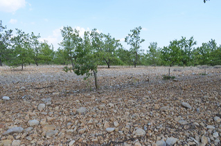 Champ de caillou vers Moustiers
    