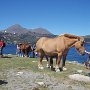 Chevaux sauvages au lac Les Bouillouses, montagne de Carlit dans Pyrénées