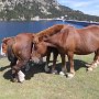 Chevaux sauvages au lac Les Bouillouses