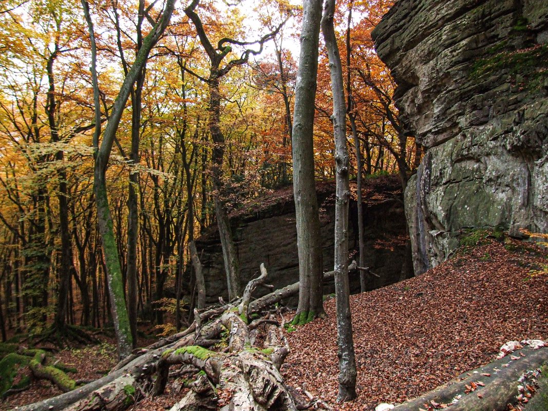 DSCF0551 Forêt de Müllerthal