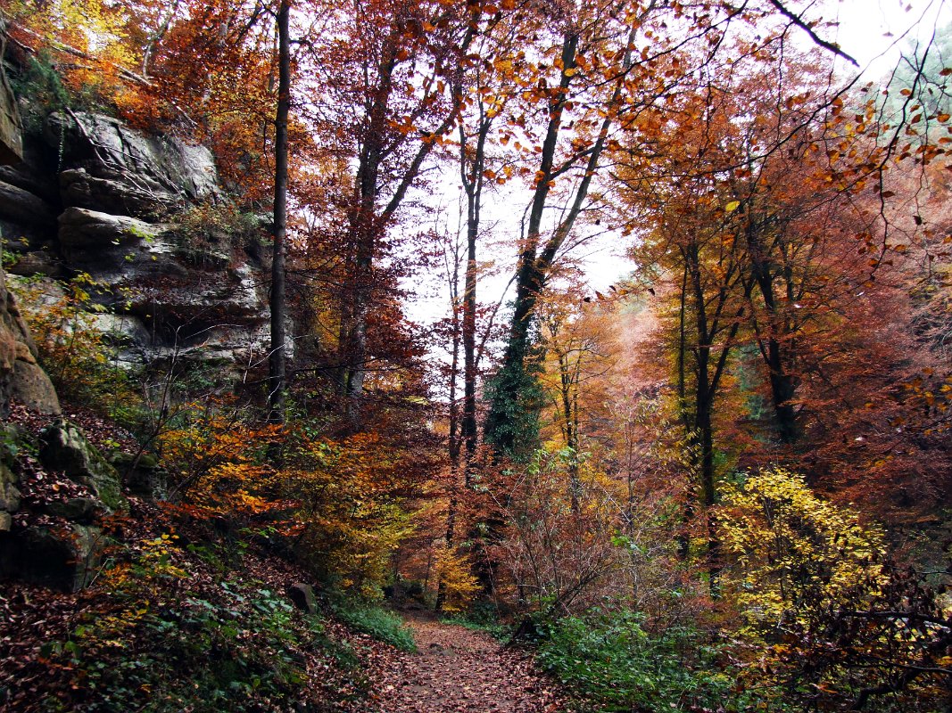 DSCF0555 Forêt de Müllerthal